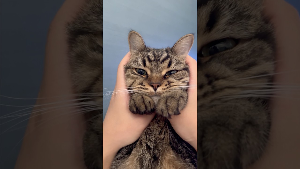 【猫動画】うさ耳猫が可愛すぎて発狂する飼主たちwww #shorts