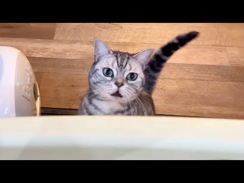 珍しく鳴きながら甘えにきたアメリカンショートヘアのあいちゃんに待ち受けていた運命とは...？