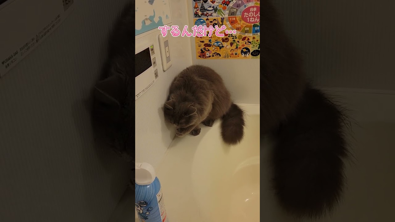 別にいいけど、やめて欲しい😅【サイベリアン・キキのKIKICHANNEL】#shorts #サイベリアン #猫