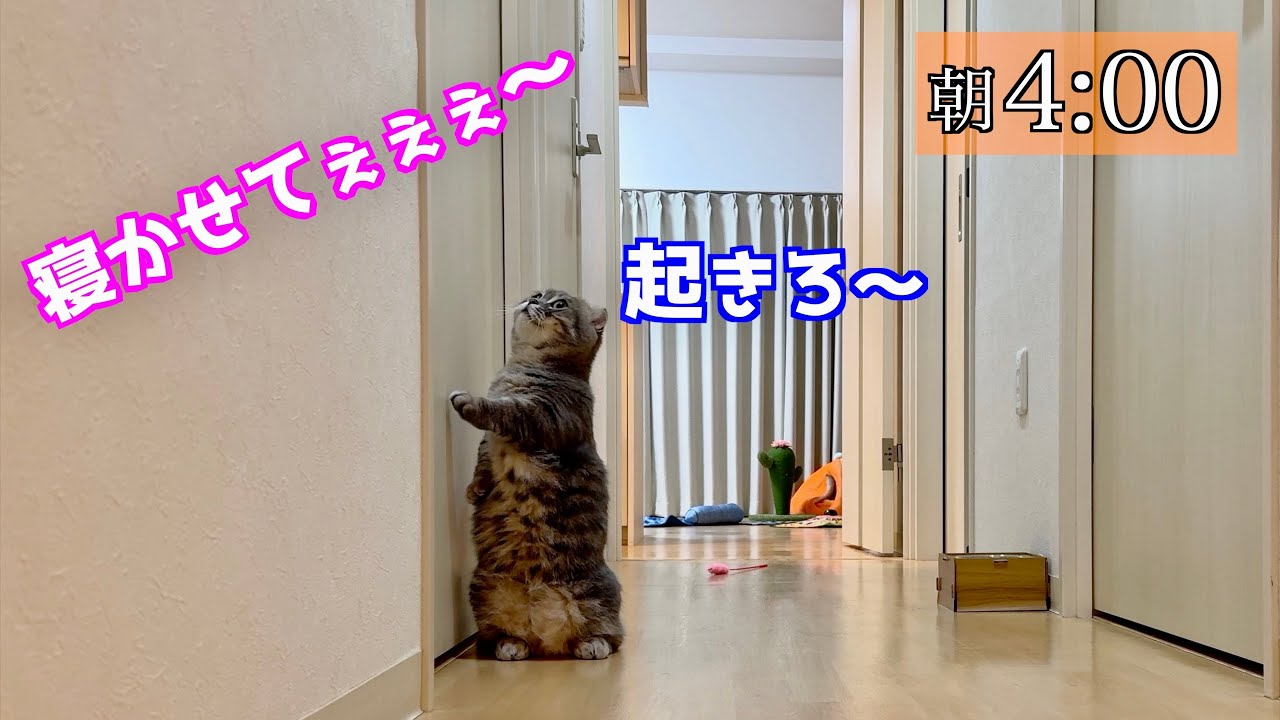 朝4時に泣きまくって叩き起こしてくる猫がこちらです笑[マンチカン]