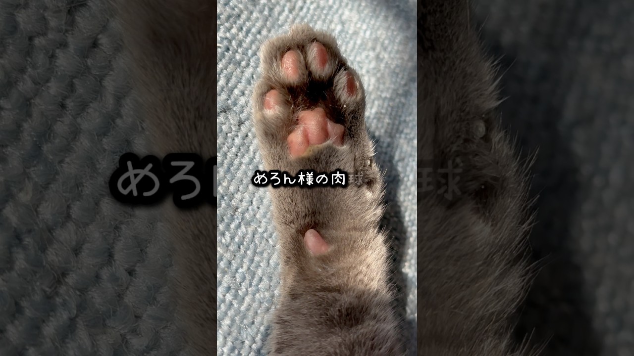 【ロシアンブルー】めろんの肉球💗可愛い🥹【猫】#shorts