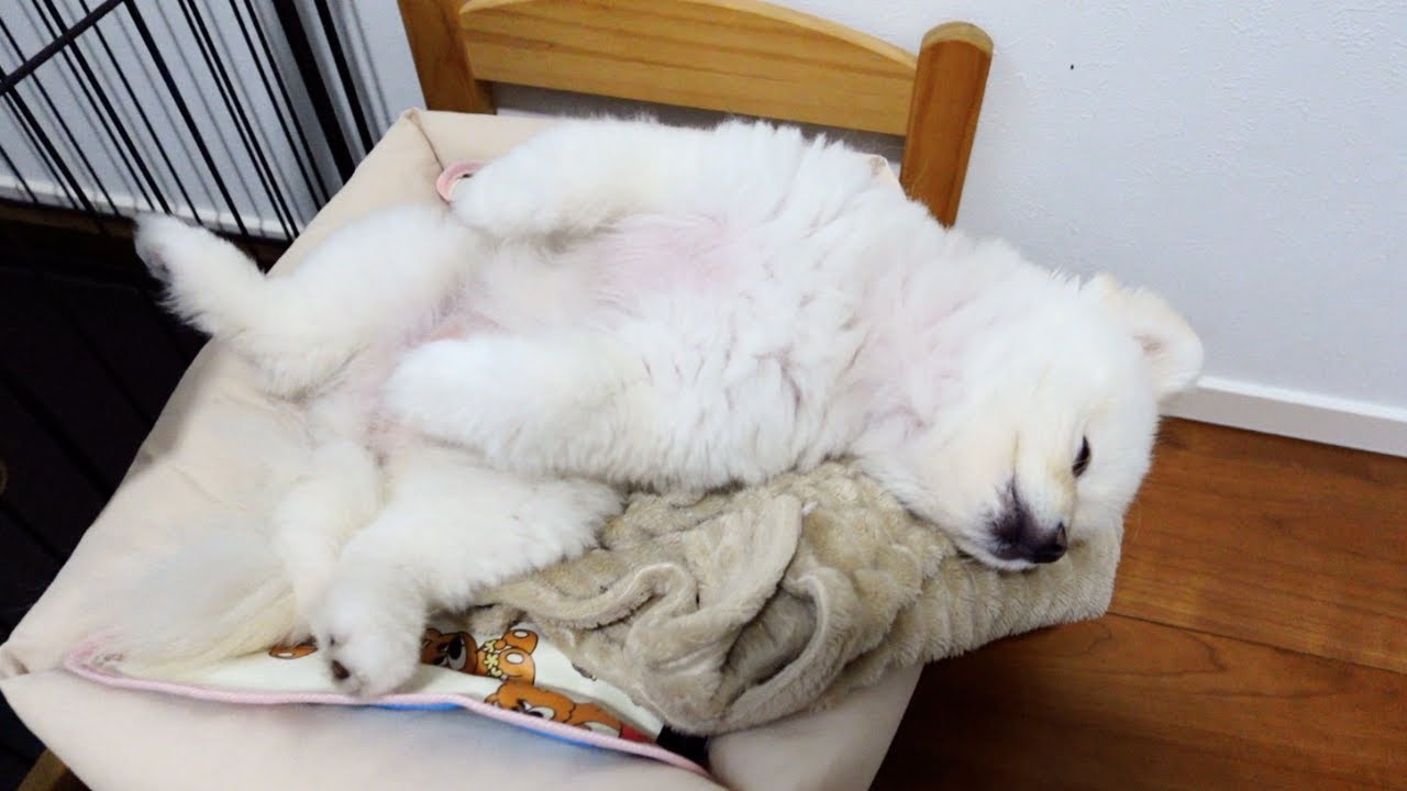 ポメラニアンにIKEAのベッドを使ってもらったら凄い寝相でした
