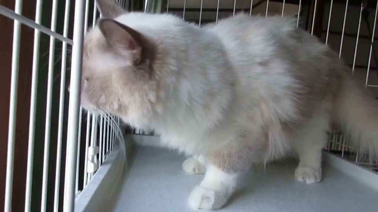 ラグドール 可愛い女の子です。