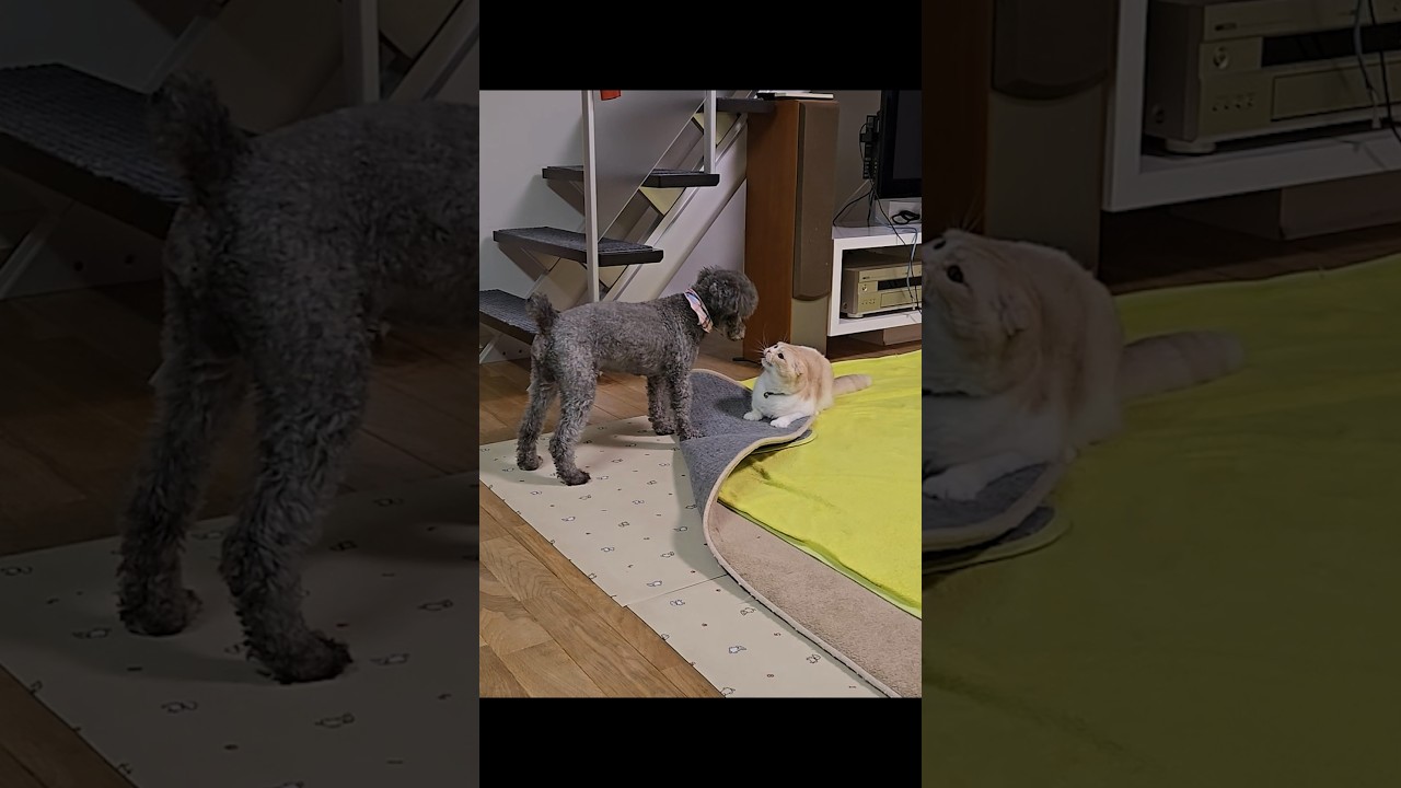 5秒後犬と猫が喧嘩します...#shorts