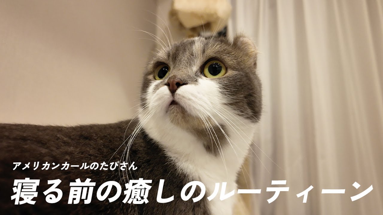 アメリカンカールの癒しのルーティーン