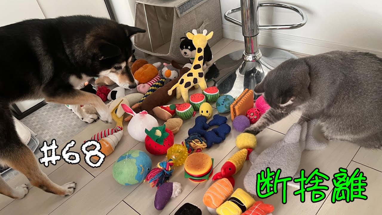 断捨離 #68 【犬と猫どっちも飼ってる】