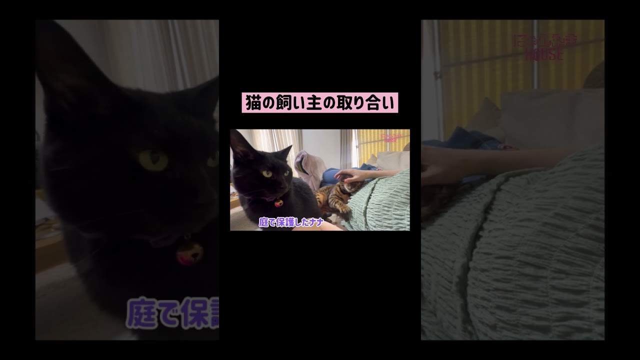 猫の飼い主を取り合い #shorts