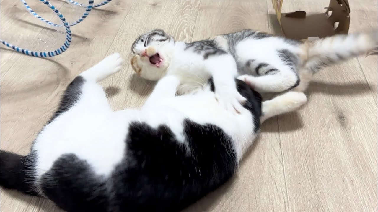 先輩猫と初めてのにゃんプロを楽しむ子猫【かぐ告兄妹日記#48】Kitten playing with an older shelter cat