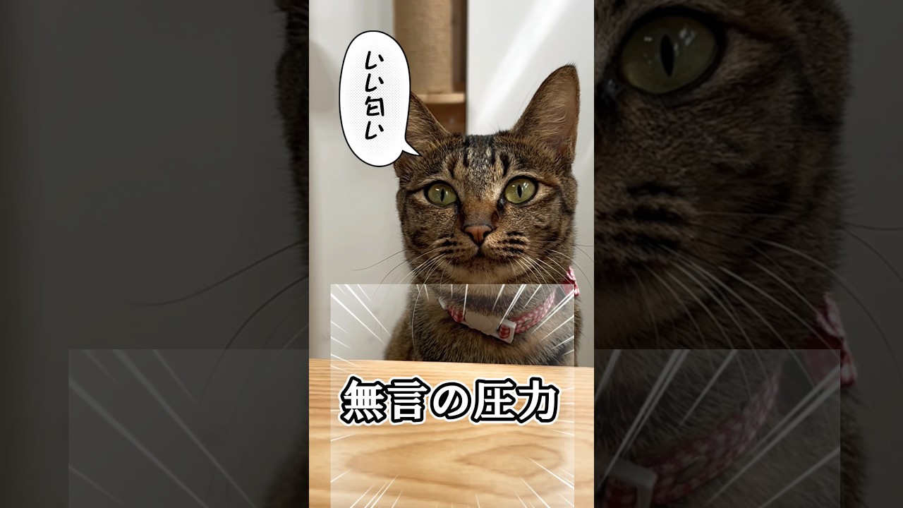 《人間の食事中、我が家はこうなります》#多頭飼い　#猫　#猫のいる暮らし　#ねこ　#保護猫　#かわいい　#可愛い猫　#ほっこり　#猫好きさんと繋がりたい