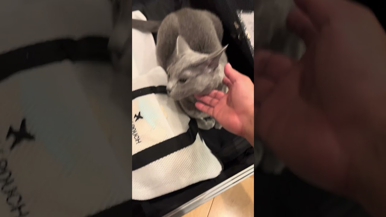 Suitcase #cat #kitte #kitten #katten #cute #kittan #cuteanimal #catlover #cutecat #kittey