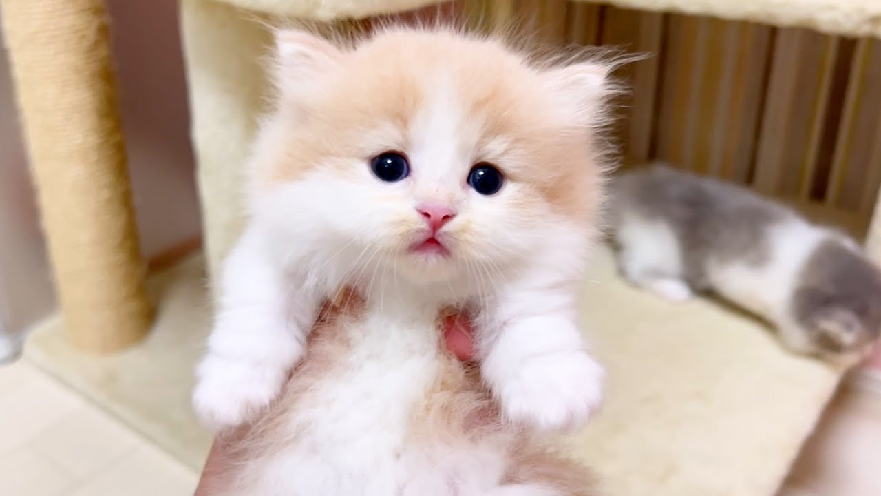 【マンチカンの子猫】子猫界でも女の子の方が度胸がある件 ～猫のいる生活Vol.1016～出産動画 マンチカン短足・ミヌエット・ペルシャ猫専門ブリーダー『ペット蔵人』【子猫の成長記録】