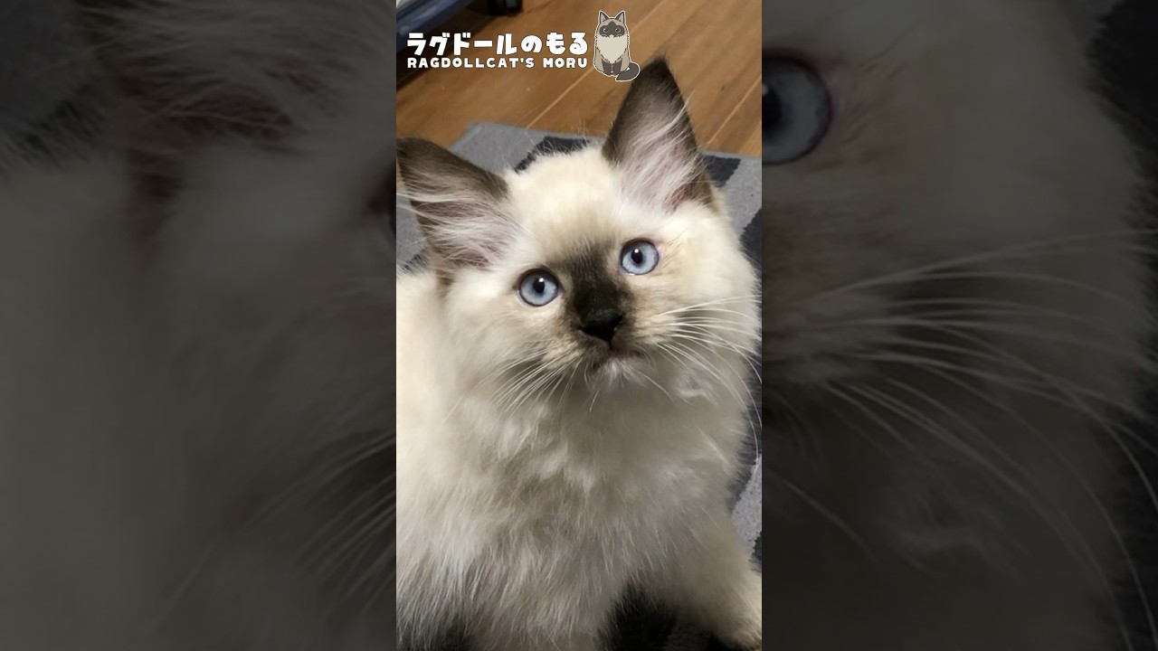 この子猫が３年後･･･変貌します