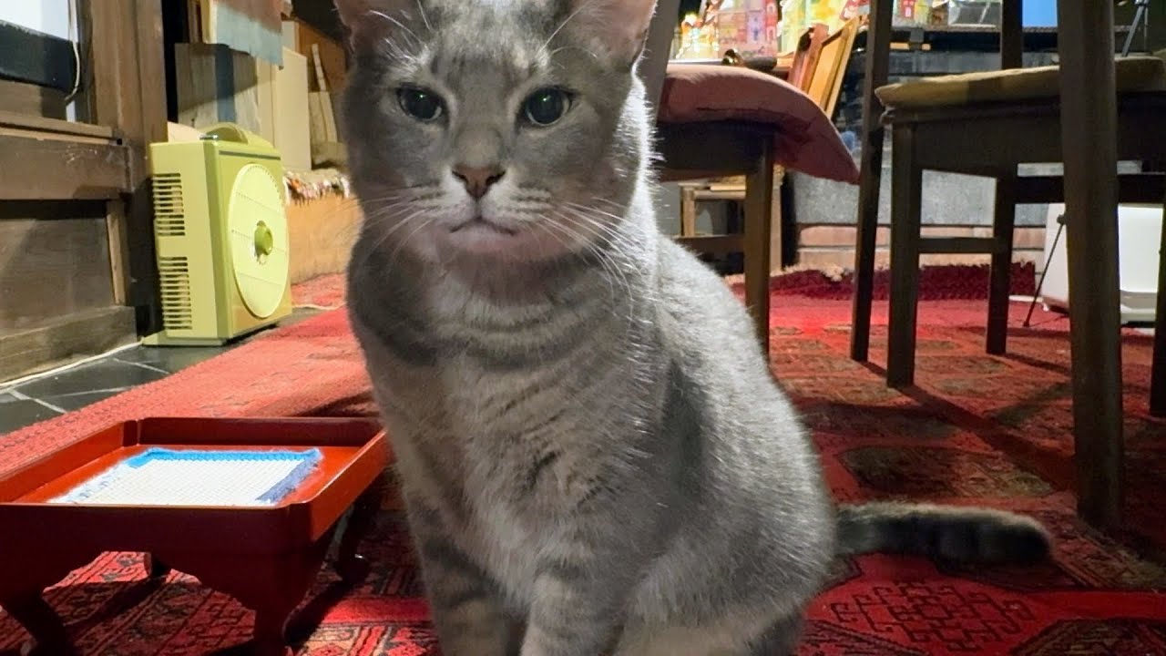 お腹が空いたとスマホに八つ当たり..  娘家族の稲刈りの様子を観ていて..  と、言うと納得して..  何だそうだったのかと言う顔をして..  完食してあっさりと立ち去る猫・・・