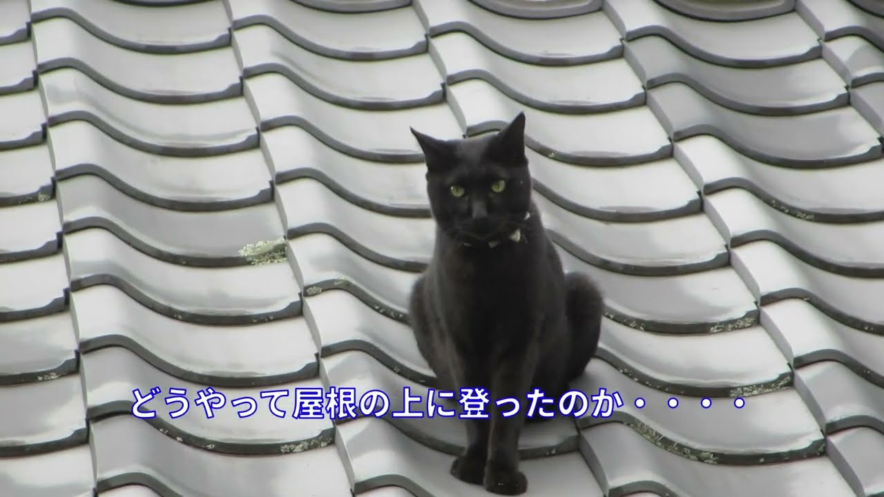 屋根から鳴き声が・・・・・