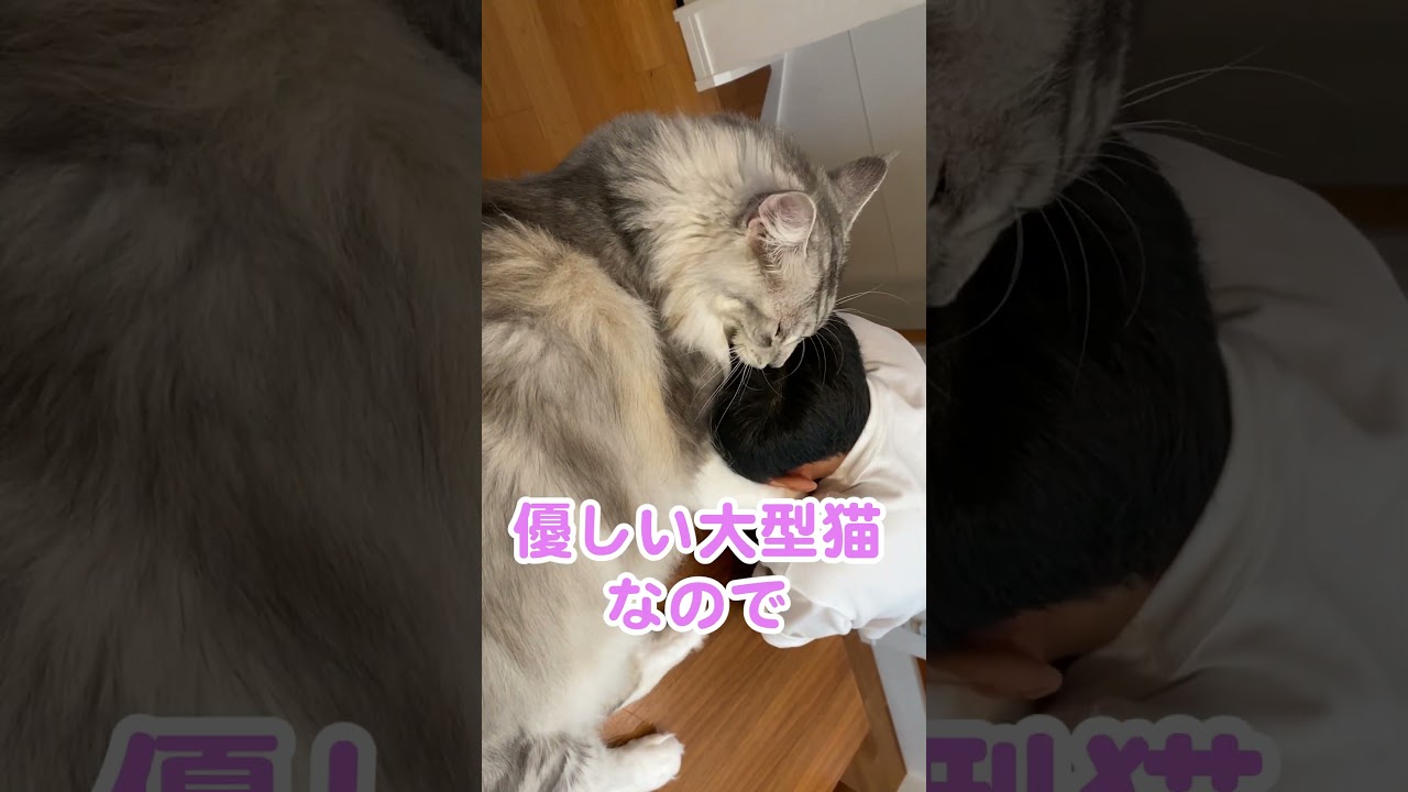 仲良しの少年と遊ぶ優しい大型猫#メインクーン#shorts