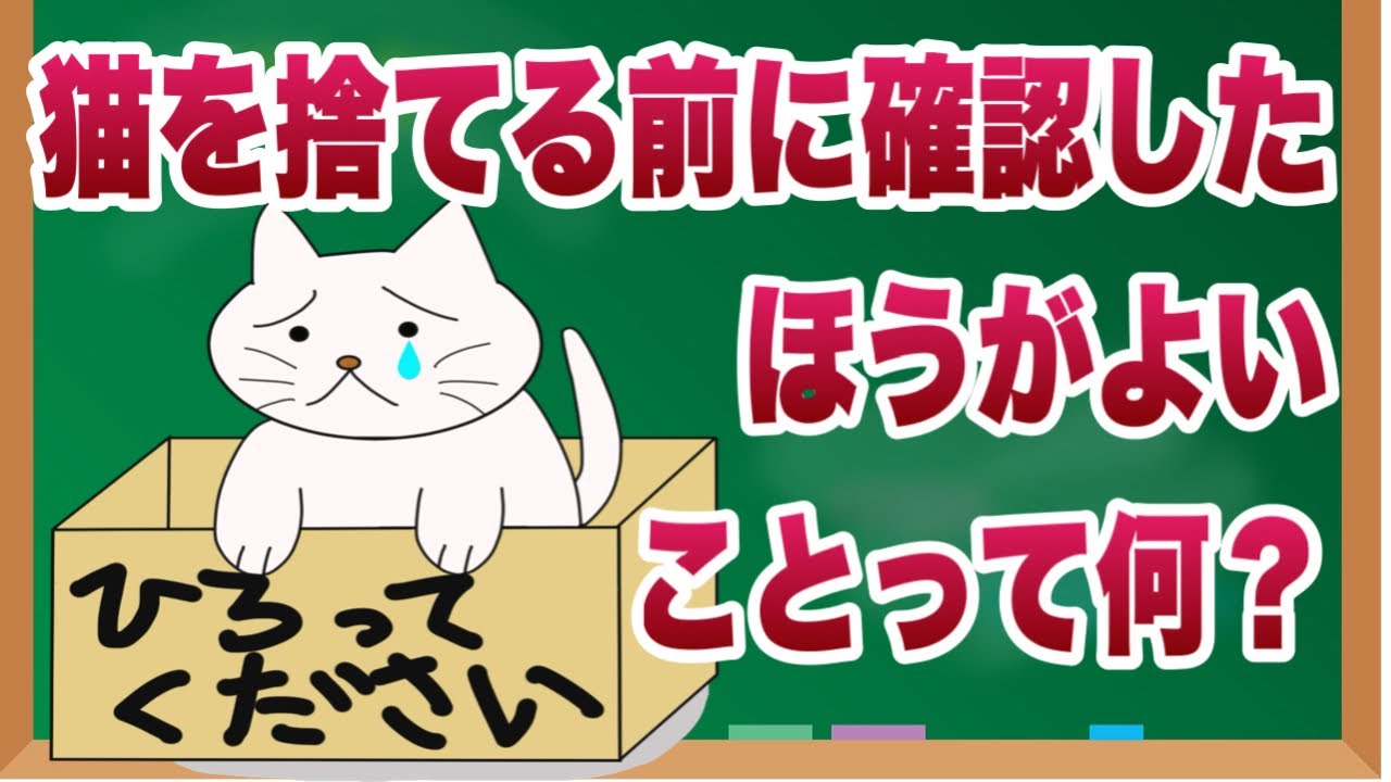 【後悔しても遅い】猫を手放す前に確認しないと大変なことになる3つの理由