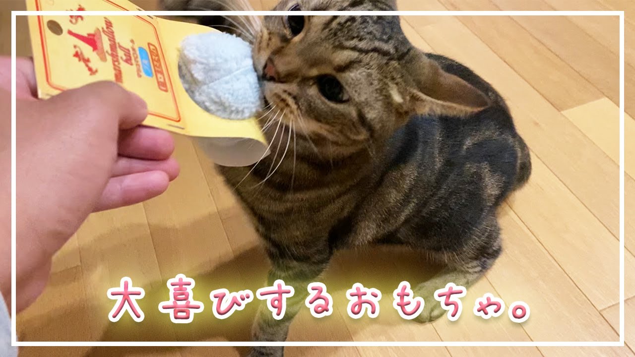 【ほっけ】雨天で落ち込んでた猫におもちゃをあげたら…【アメショ】