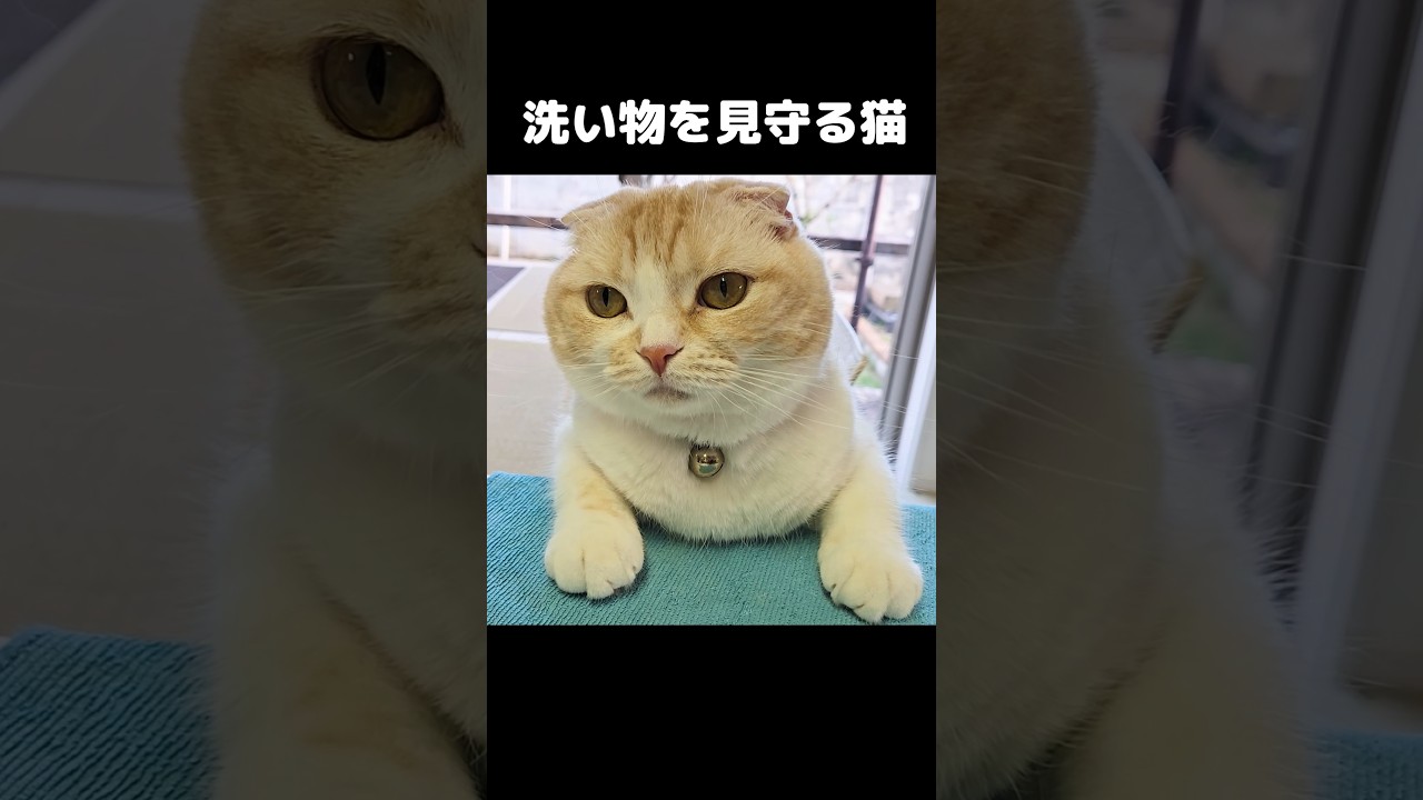 洗い物を見守る猫...#cat