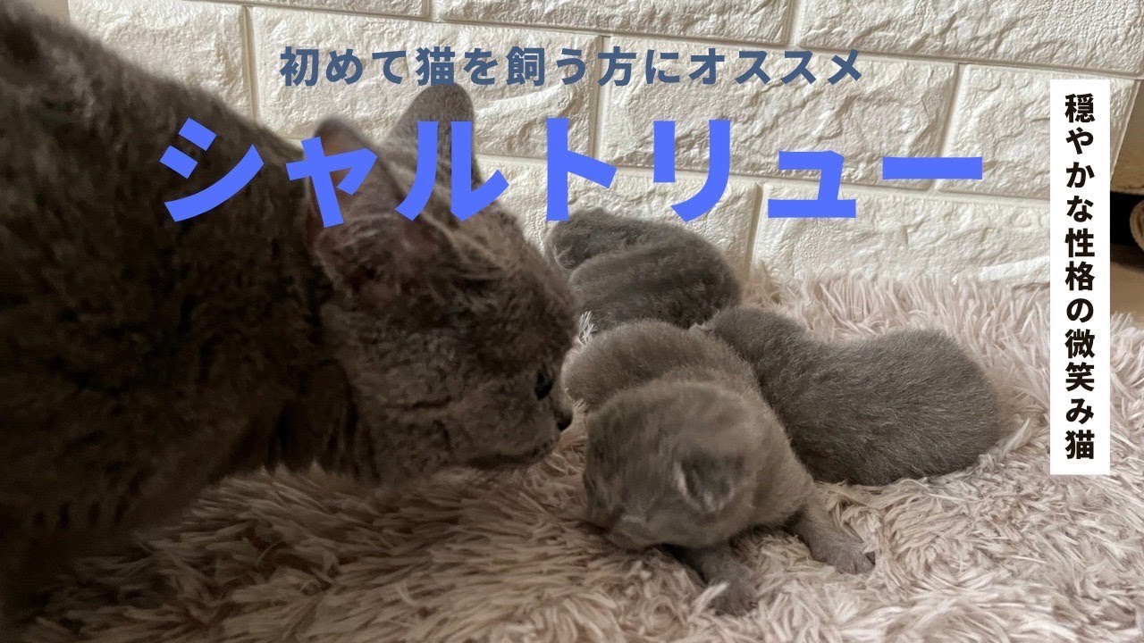 【シャルトリュー】両親良性格で期待の子猫たち