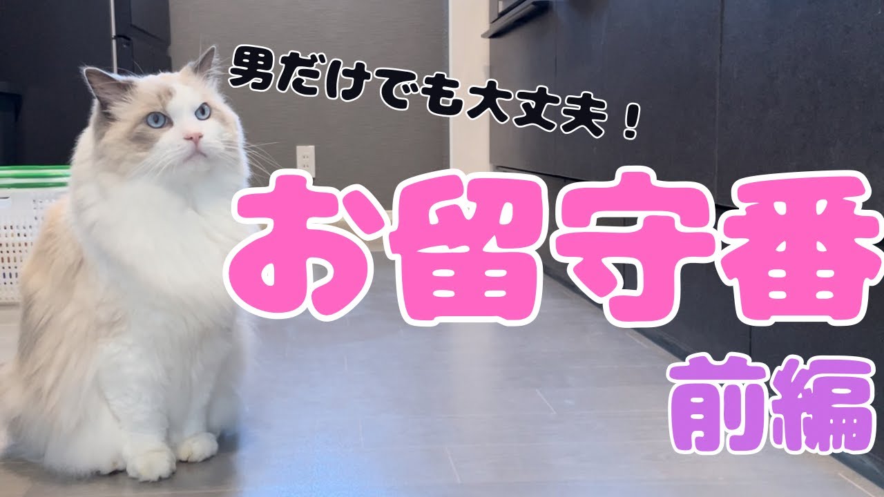 【ラグドールと黒猫の3兄弟】猫達とパパで仲良くお留守番　前編【Three brothers: a Ragdoll and tow black cats】