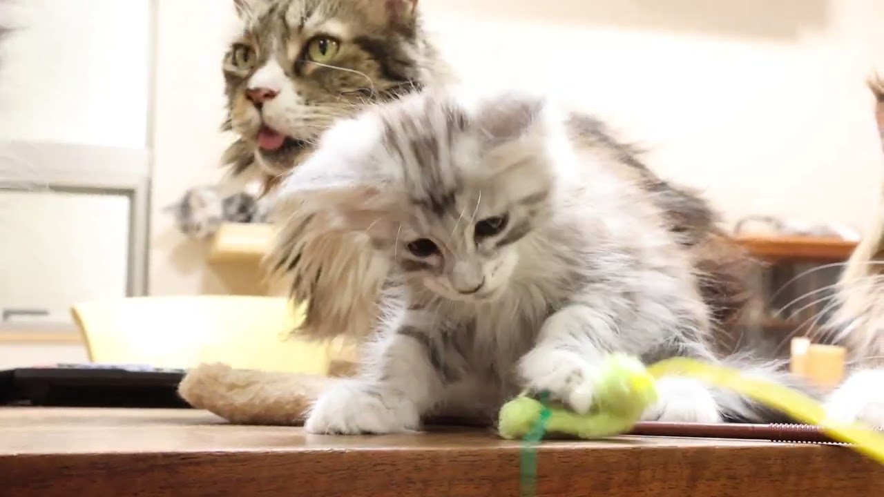 メインクーン子猫リンクス君のオーナーさん来訪