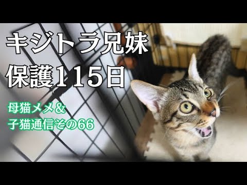 【母猫＆子猫その66】キジトラ猫兄妹の同居訓練の様子を撮ってみました。