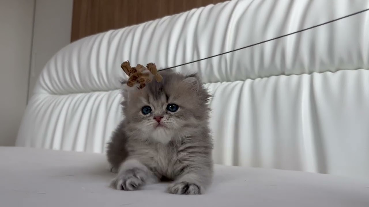 スコティッシュフォールド ふわふわ美人の女の子♡