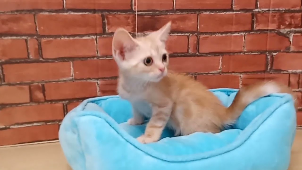 690711 アメリカンショートヘアー