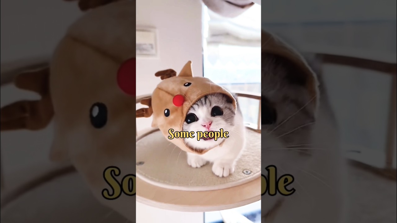 Why you should not get a Munchkin Cat? #shorts #munchkin #munchkincats