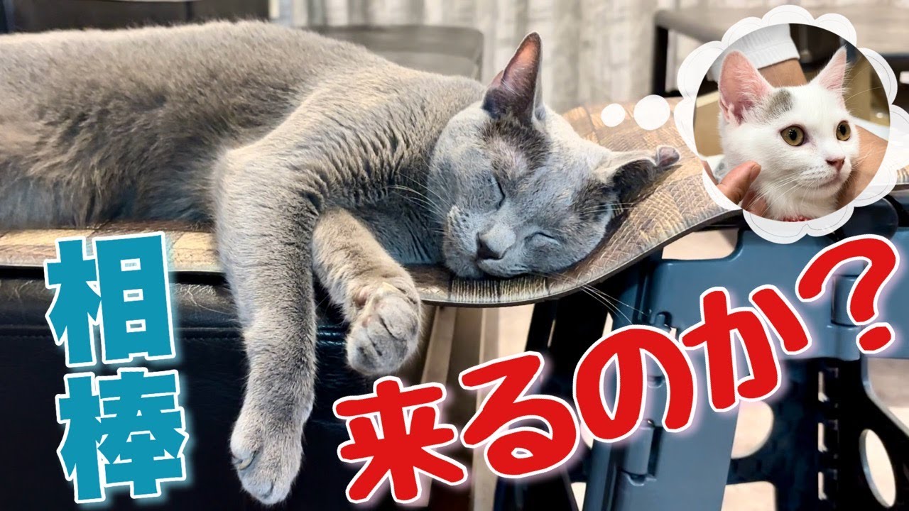 ロシアンブルー | 本当に子猫をお迎えするの？ [Russian Blue cat Kotetsu] Do you really want to keep a kitten?