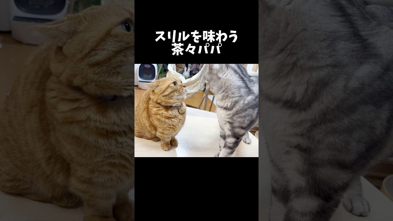 息子を挑発したあとスリルを味わうドM猫 #猫 #マンチカン #shorts
