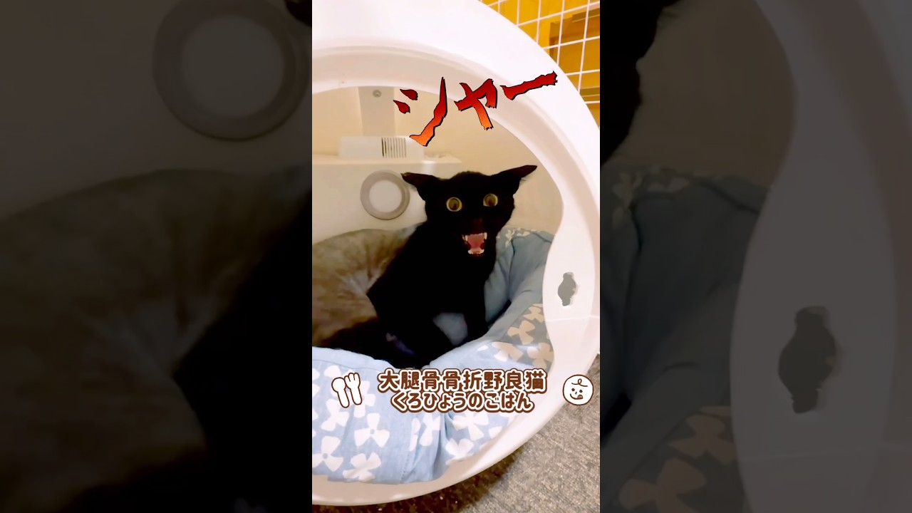 【大腿骨骨折の野良猫くろひょう】手術前の最後のごはんでございます！！