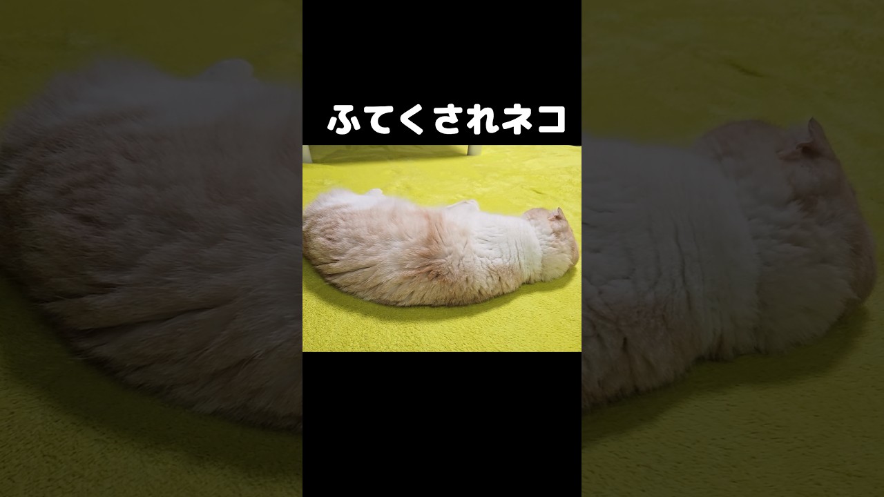 犬におこられてふてくされたネコはこうなる...笑#shots