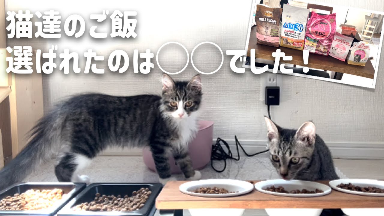猫が選ぶ餌ランキング！猫達に選らんでもらいました【#多頭飼い】【#元保護猫】
