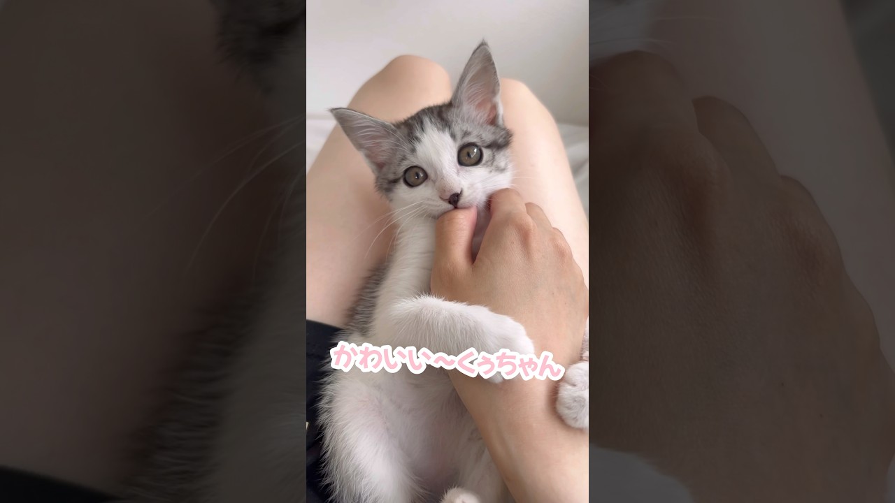 指チュパする甘えん坊子猫 #子猫 #保護猫 #捨て猫