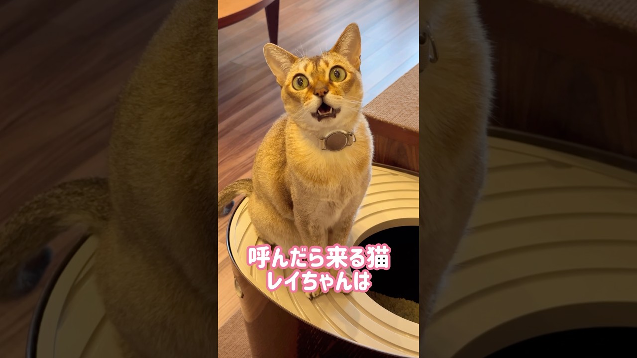 おもちゃを片手ですくうレイちゃん #シンガプーラ #cat #shorts