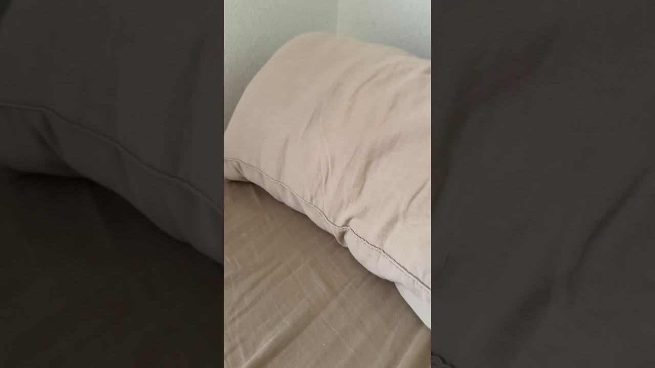 動く枕！？その正体は‥ #スコティッシュフォールド #shorts #cat #猫 #猫のいる暮らし