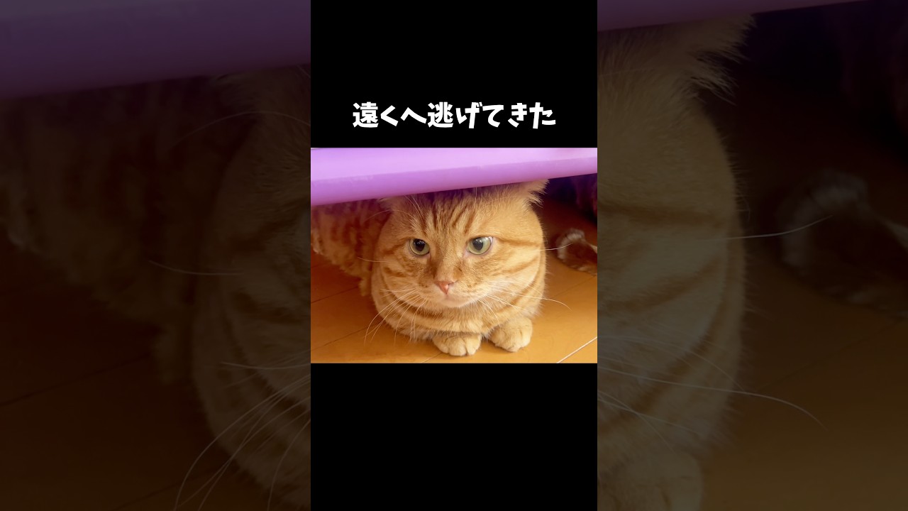リンサークリーナーから遠くへ逃げてきたぽっちゃり猫 #猫 #マンチカン #shorts