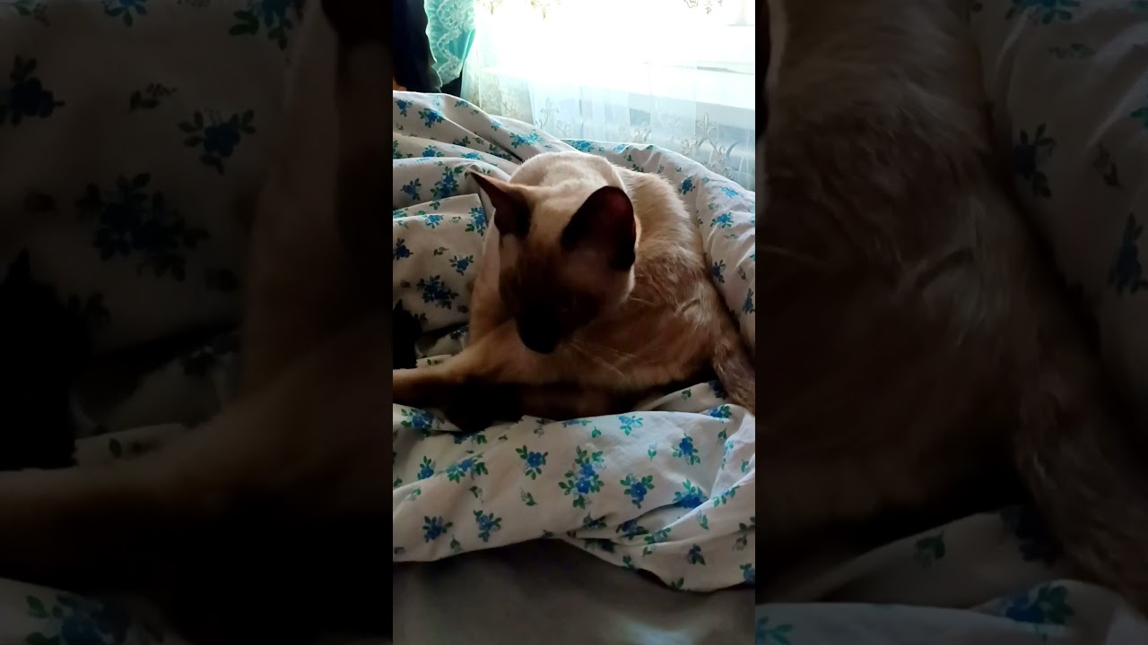 Доброе утро от Семы ❤️#cat #кот #love #catlover #животные #cute