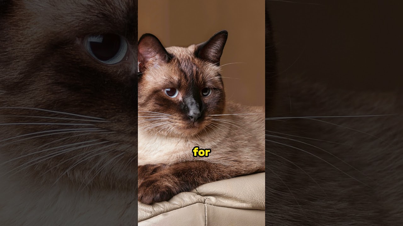 Himalayan vs Siamese Cats: Fluff or Sleek ⁉️ #cat #catbreed #catlover