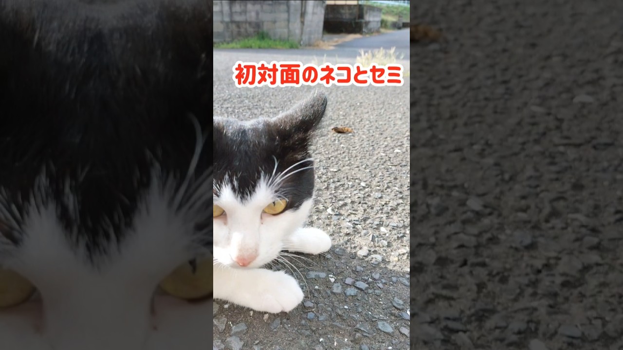 セミを初めて見たのでどう接したらよいか分からない猫  #shorts #猫 #ねこ #ハチワレ猫