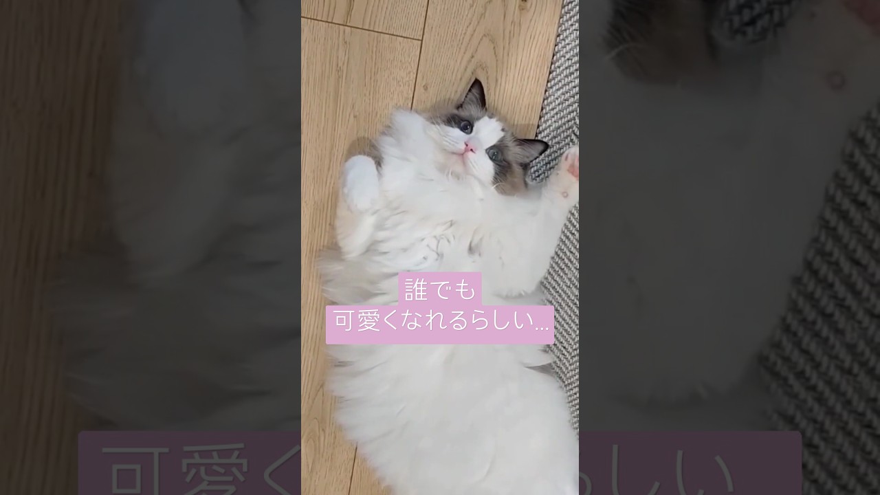 誰でも可愛くなれるらしい♡ #ラグドール  #cat #猫 #cat #ねこ #ragdoll #猫  #誰でも可愛くなれる #床でひっくり返ると #美人 #かわいい #可愛い