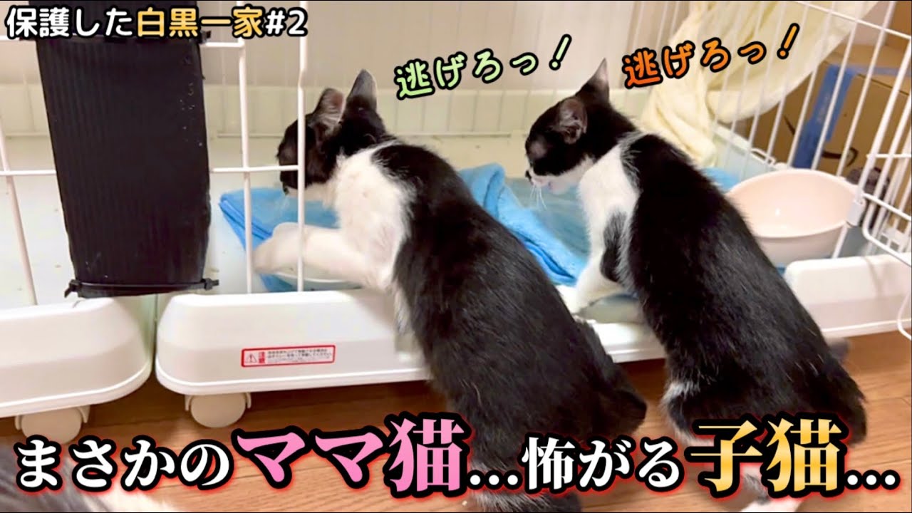 保護した子猫の怖がり方が兄弟で一緒すぎる