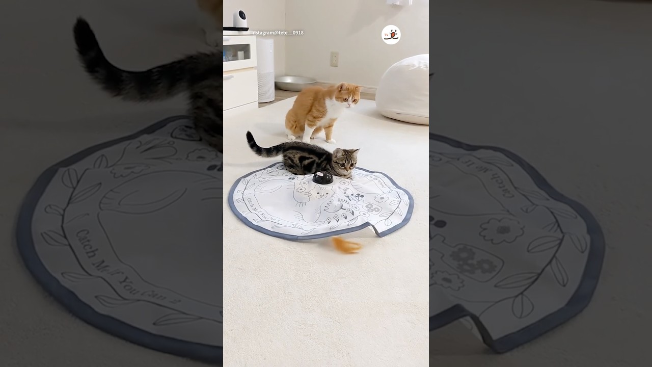 子猫もビックリする展開｜PECO #マンチカン #スコティッシュフォールド#ミヌエット #猫 #愛猫家 #munchkin #scottishfol #minuet  #cat #catlover