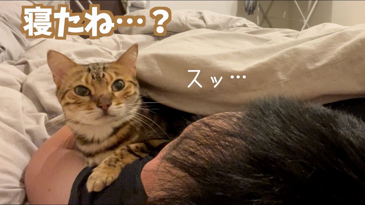 文句言いながらも飼い主を寝かしつけてくれるネコ