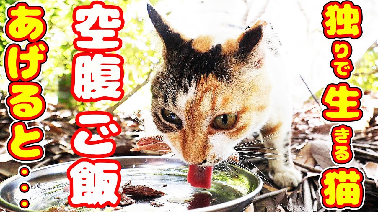 林の中で一人孤独に生きる猫にご飯あげたらすさまじい勢いで・・・ 地域猫ボランティアさん急逝後に火事エリア さくらねこへの給餌 癒され野良猫動画 感動猫動画