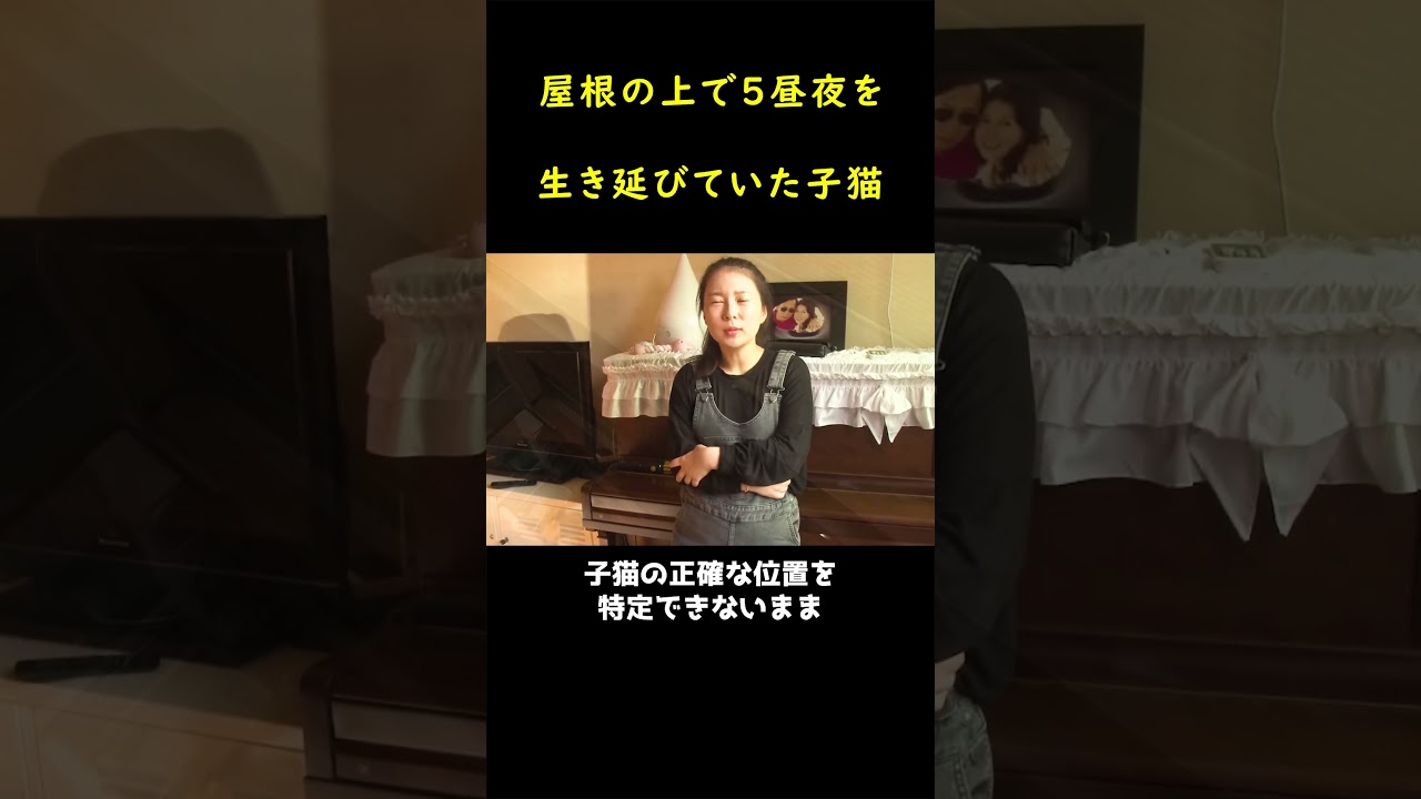 高い屋根上で５日も生き延びた子猫！！