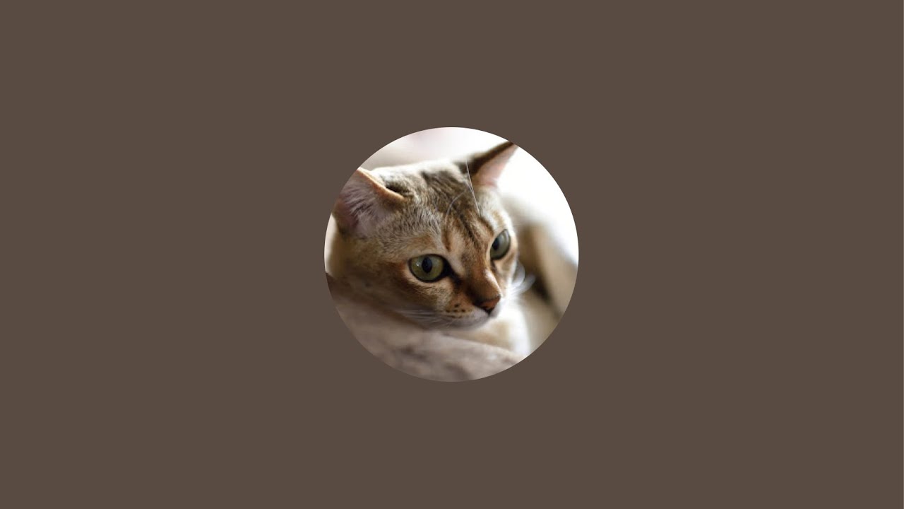 【LIVE】食事8:00/18:00 (GMT +09:00) 呼んだら来る猫レイちゃん | Lei the cat, who comes whenever she is called【シンガプーラ】