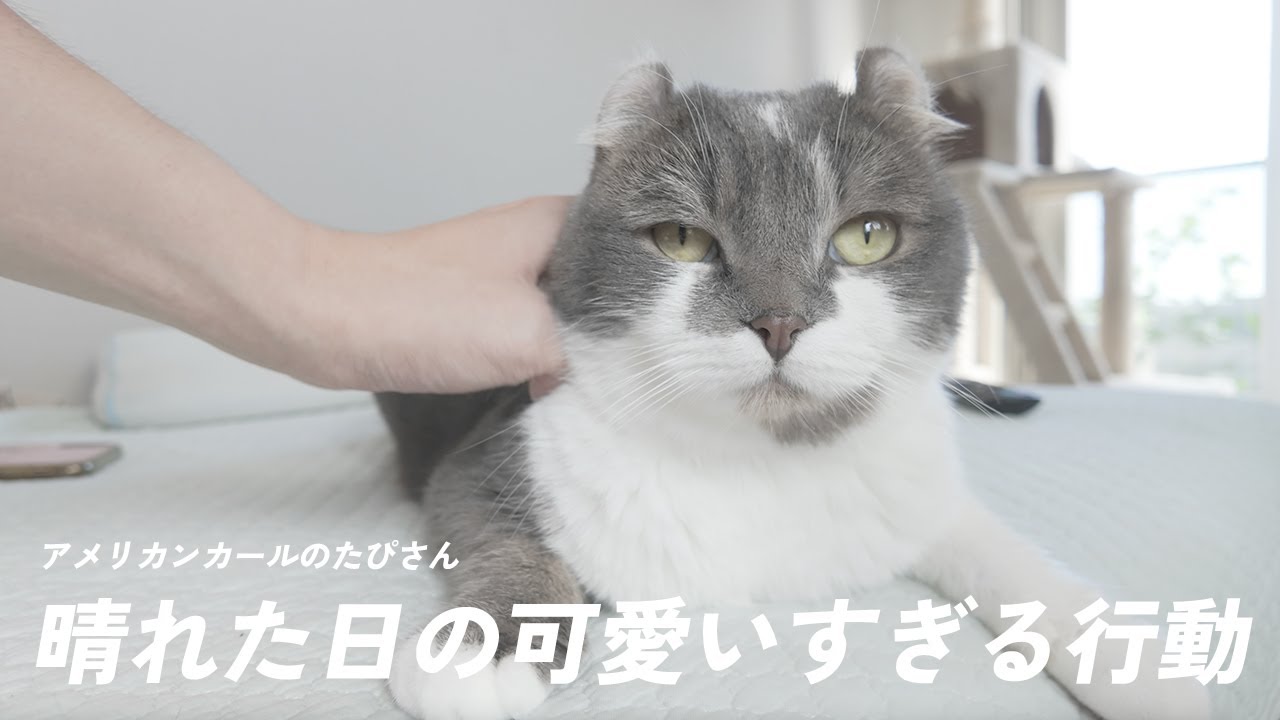 晴れた日にアメリカンカールは何をしてるの？