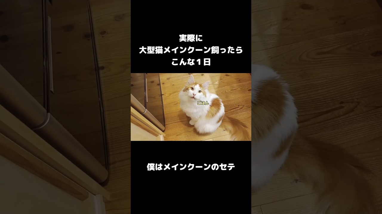 大型猫メインクーンの鳴き声  #ハスキーボイス #猫のいる暮らし #メインクーン #長毛種 #ねこ #mainecoon #cat
